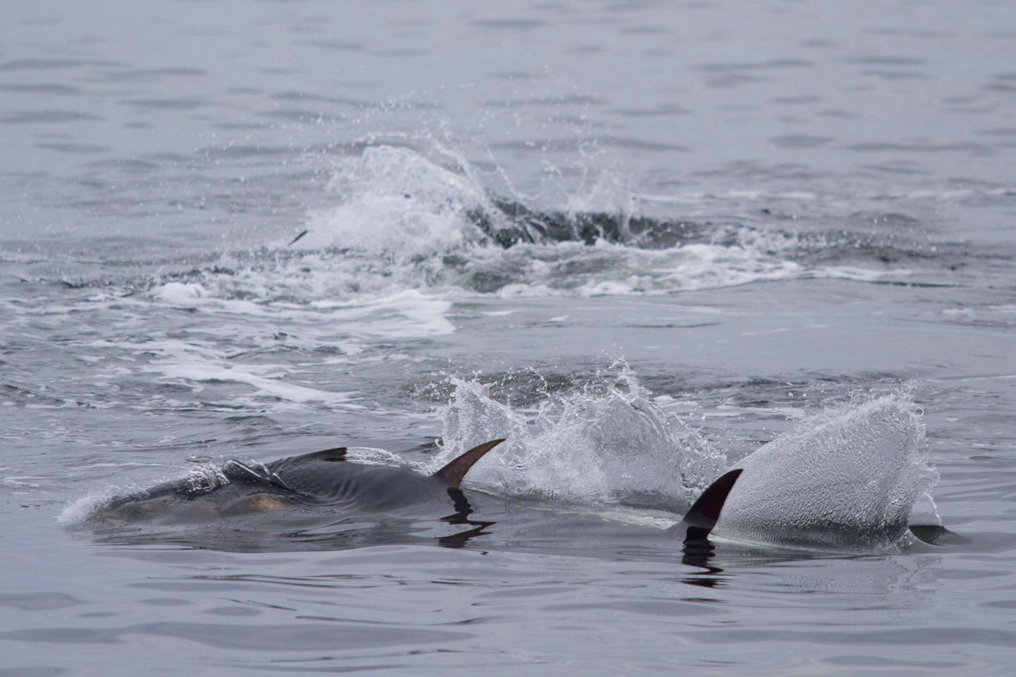 Bluefin tuna