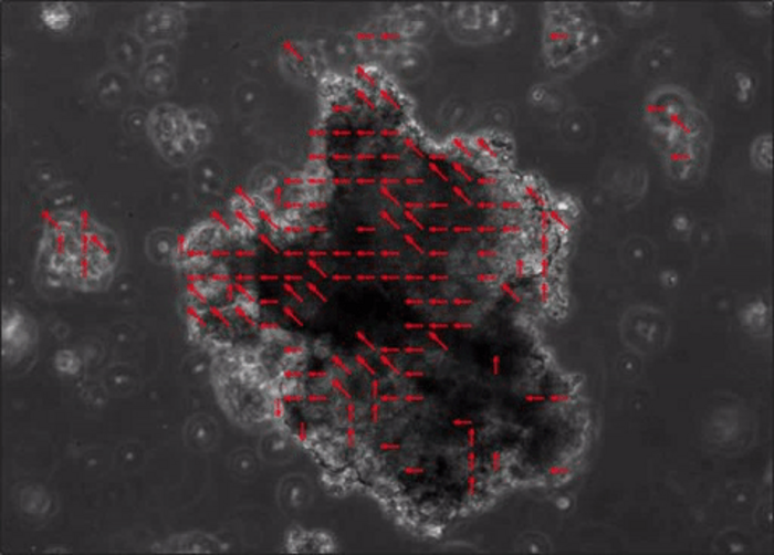 Beating cardiac spheres produced from cells cultured on the space station for the MVP Cell-03 investigation.
