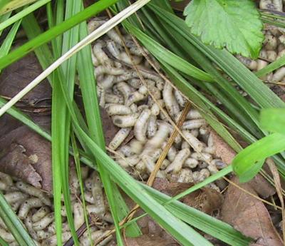 Blow Fly Larvae
