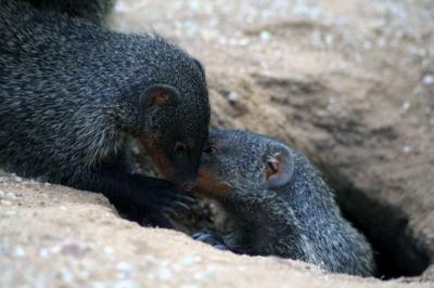 Mongooses