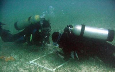 Scientists Taking Samples of Seagrass Beds at NSF's Florida Coastal Everglades LTER Site