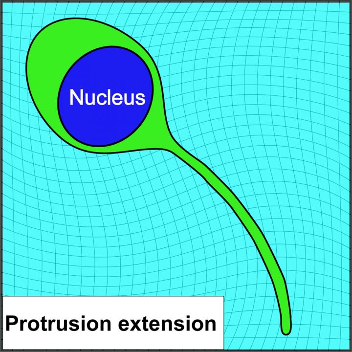 Nucleus drives stem cells