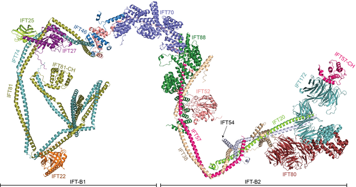 Structural model of the IFT-B complex