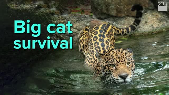 Can jaguars in the Amazon survive climate change?