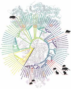 COVID wildlife variants