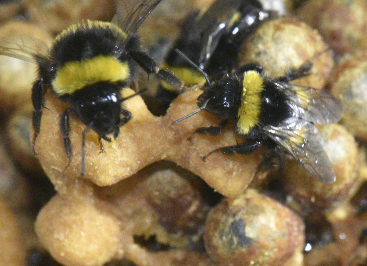 Worker Bee Tending Larvae