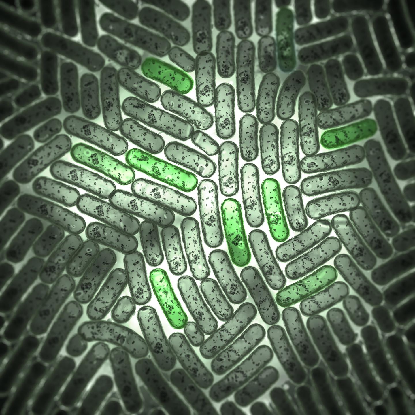 Genetically Encoded Fluorescent Biosensors at Work