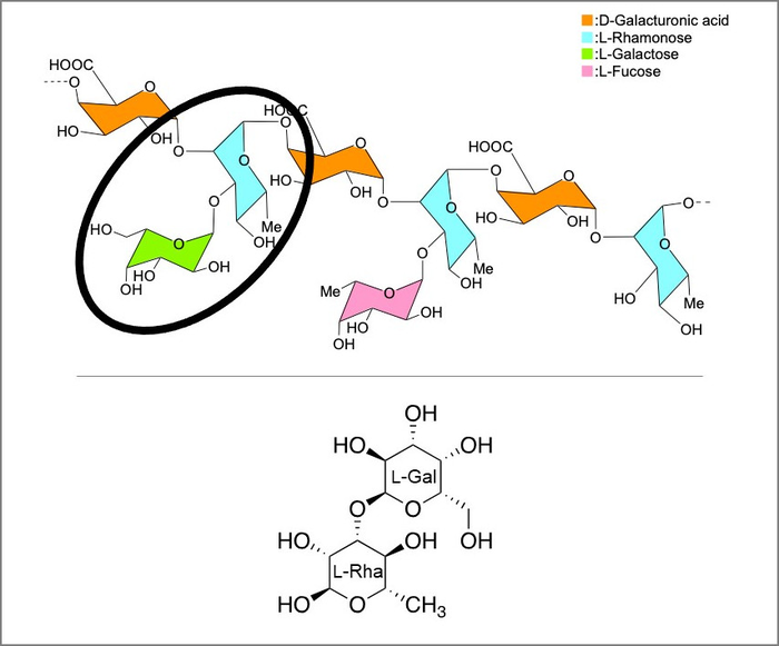 Structure of nematode-attracting RG-I