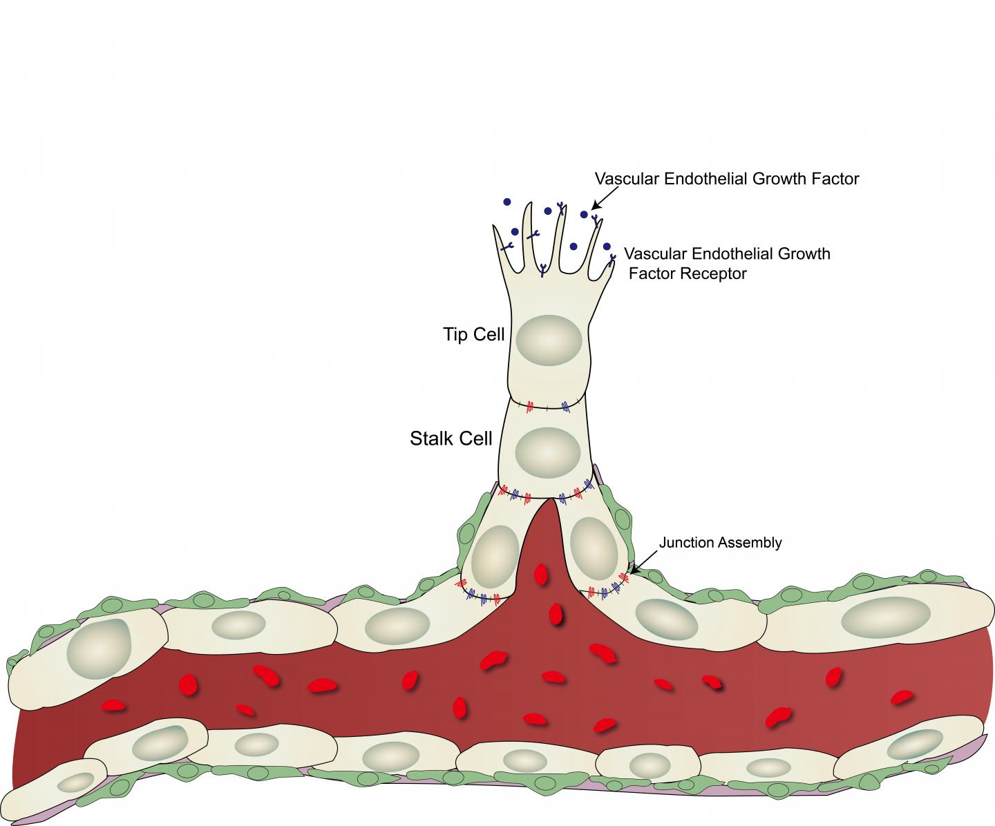 New Blood Vessel Sprouting Fro Image Eurekalert Science News Releases