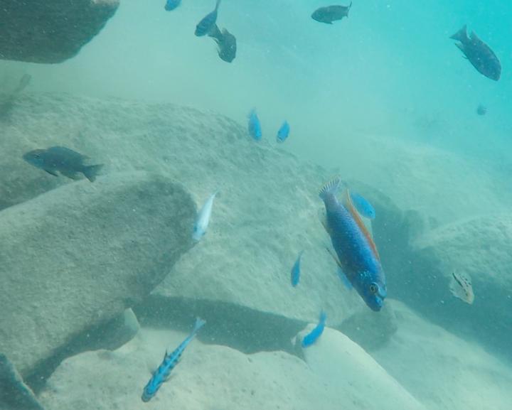 Lake Malawi Cichlids