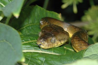 Brown Tree Snake