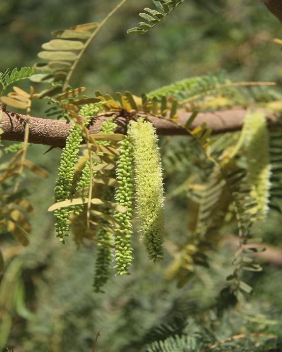 <i>Prosopis juliflora</i>