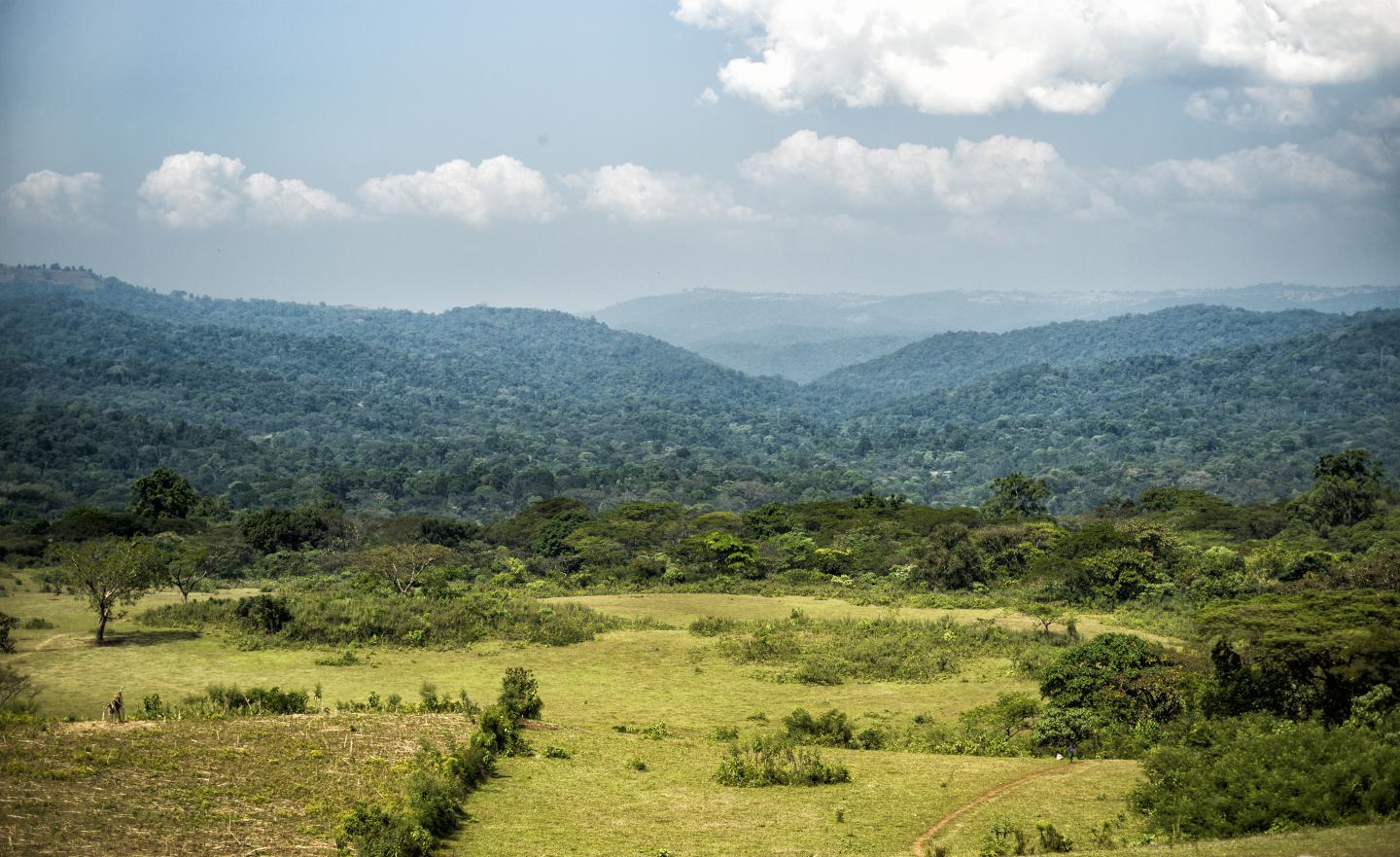 60 Percent of Wild Coffee Species Are at Risk of Extinction (11 of 13)