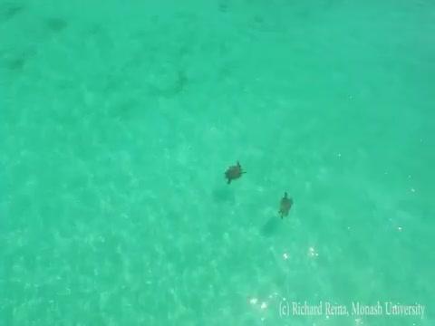 Turtle Drone Footage