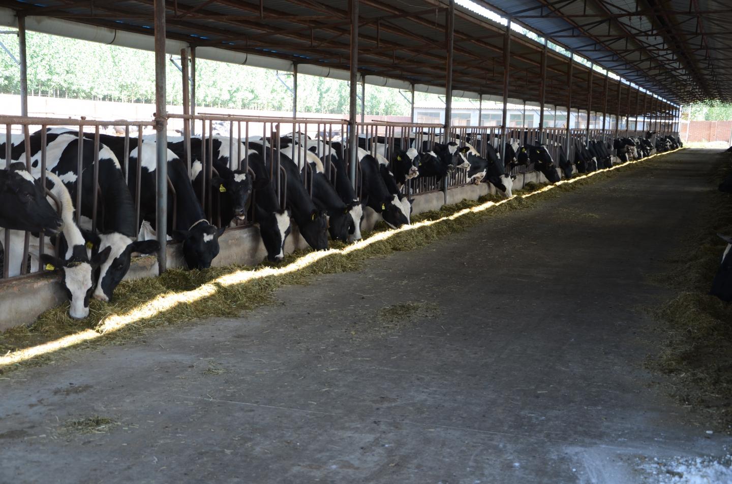 Dairy Farm in northern China