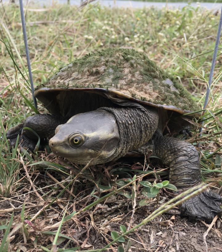 What can be learned from the microbes on a turtle's shell?