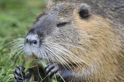 Nutria