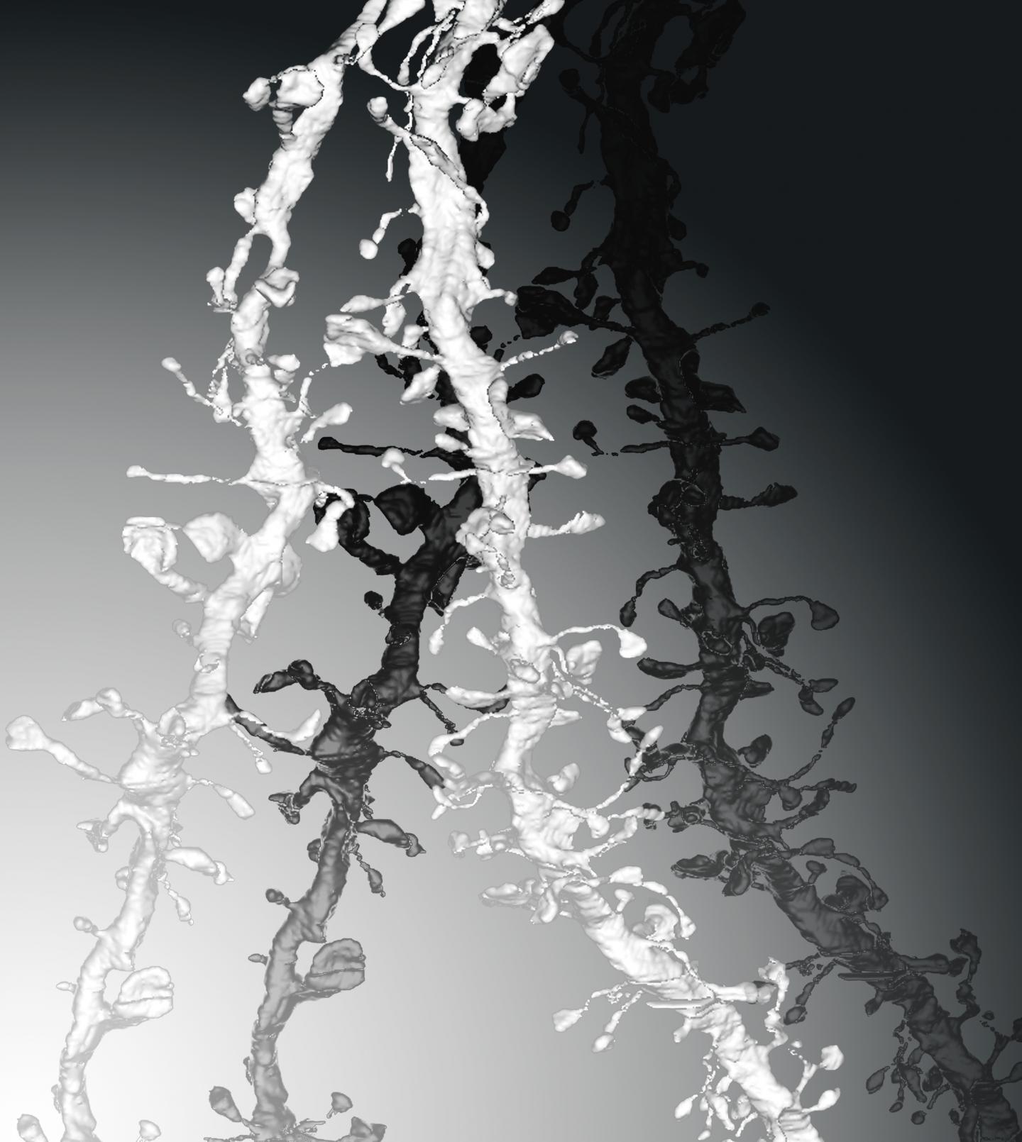 A Peek at the Nightlife of Synapses Reveals They Weaken, and Why