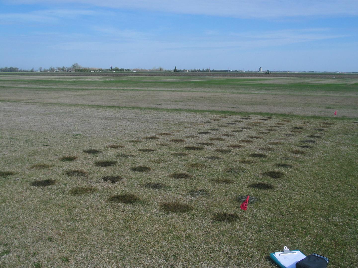 Mulching Plus Remediation Corrects Contaminated Lawns