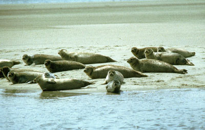 Harbor Seals