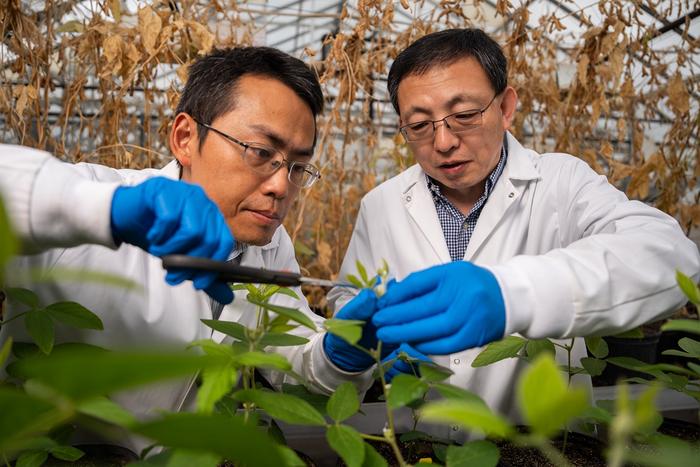 Sampling a soybean plant