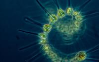 Image of Phytoplankton in a Dark Sea