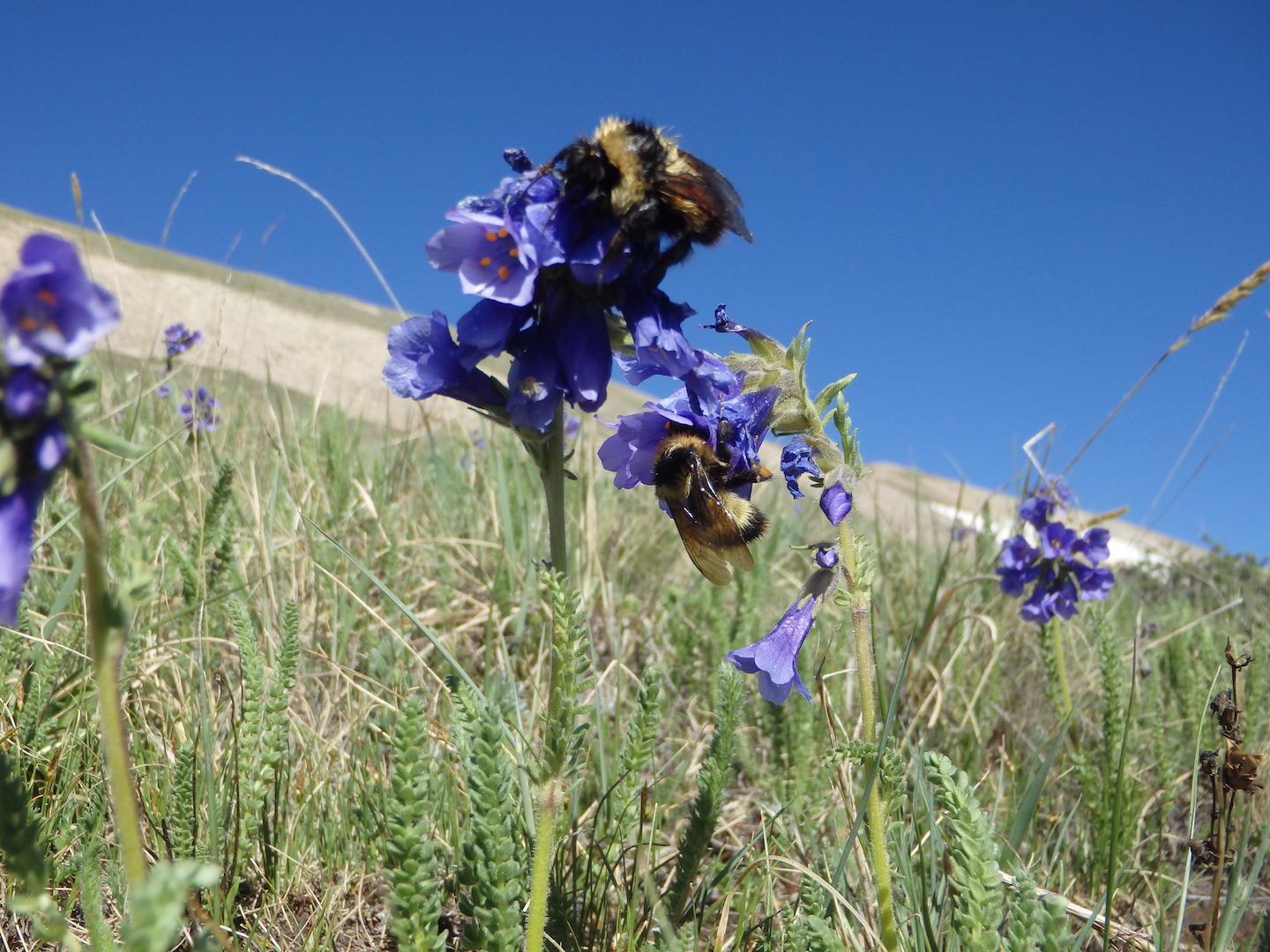 Skypilot and Bumblebees