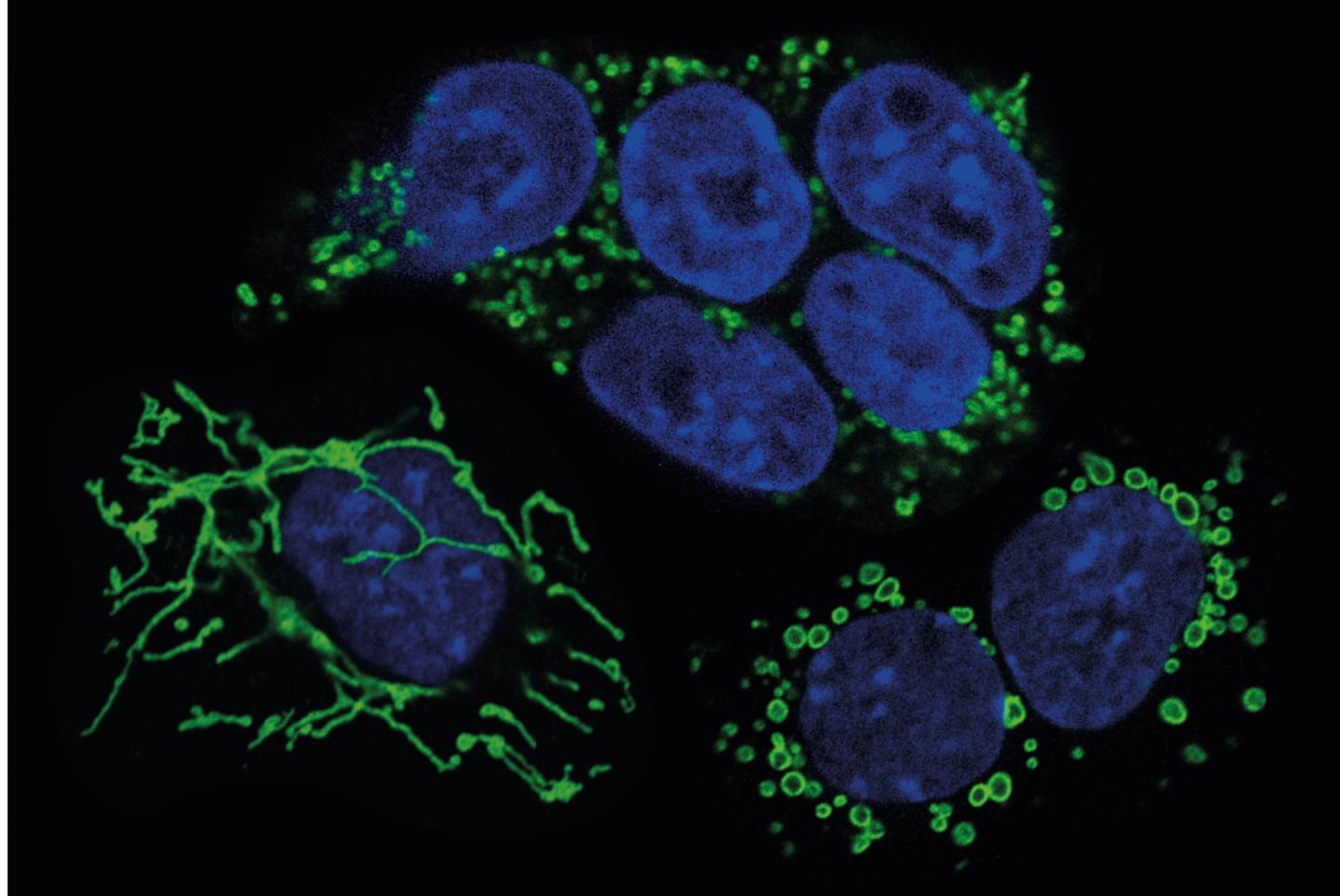 Mouse embryonic stem cells