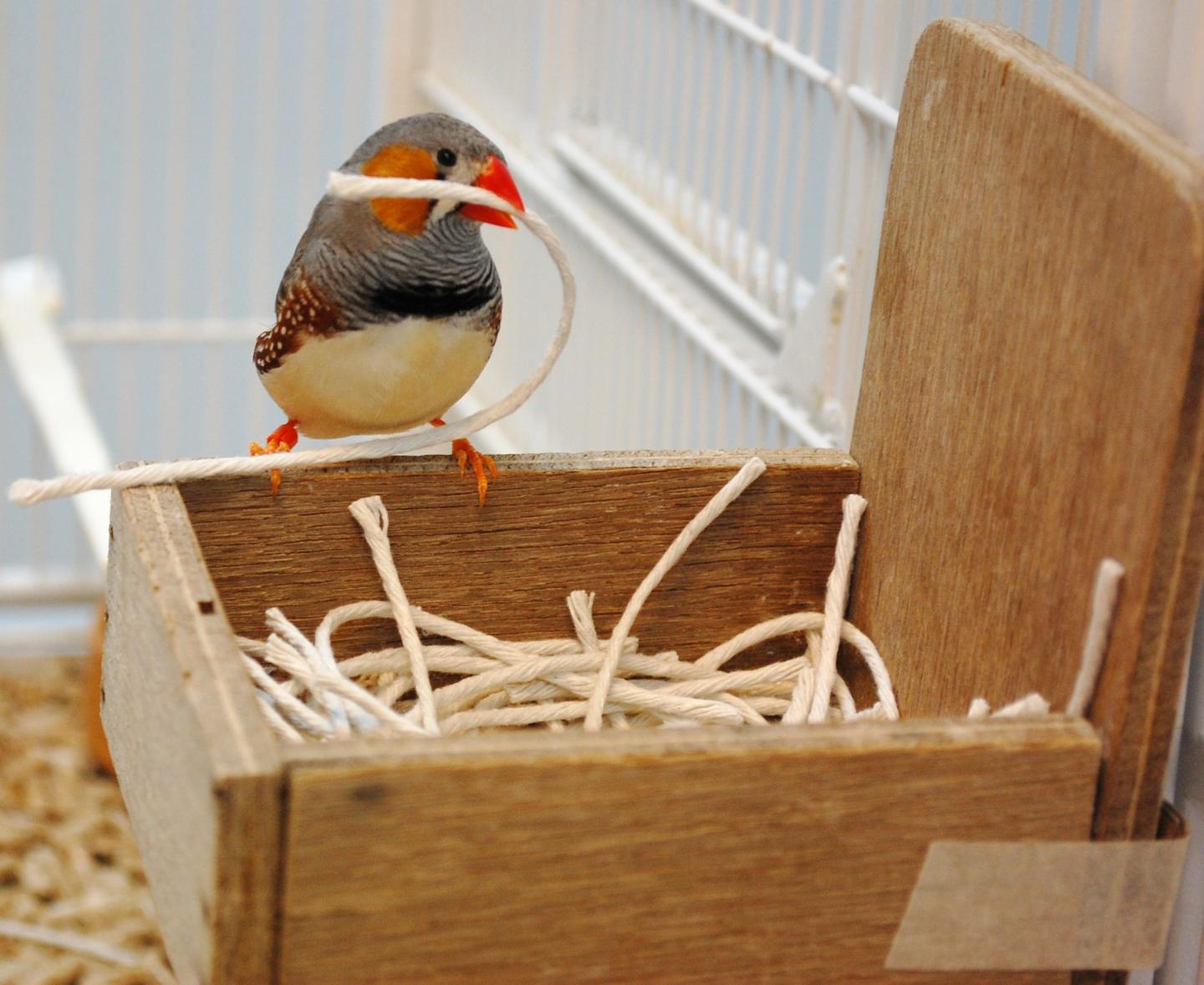 Male Zebra Finch Constructing a Nest