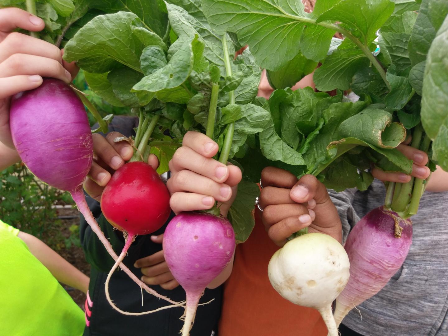 School Gardens Linked to Kids Eating More Vegetables