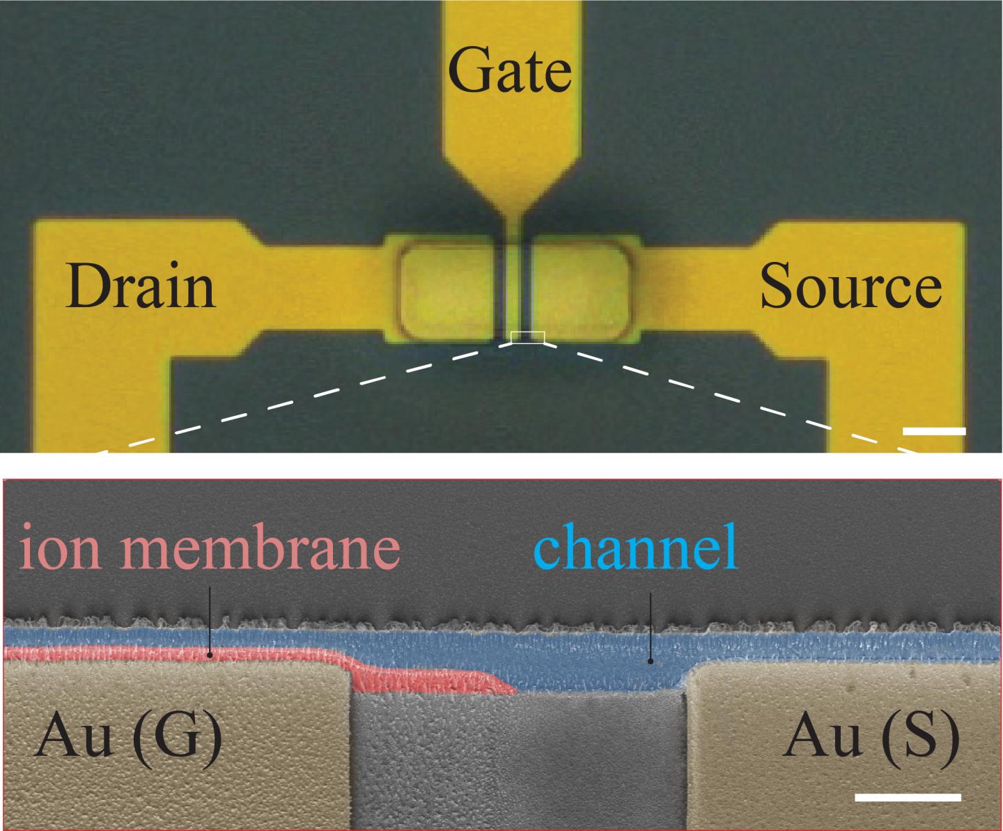 A New Transistor Architecture Allows for Easier Manipulation of Biological Systems (2 of 6)