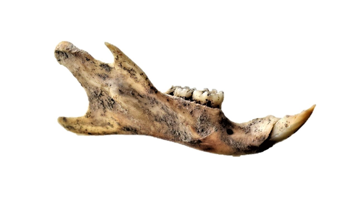 Archaeological black rat mandible