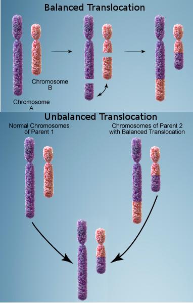 CNIO Chromosomal Translocation