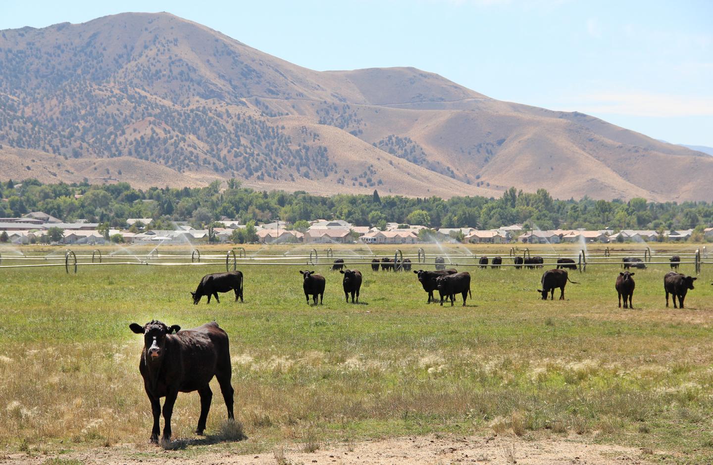 The Toxic Sugar Tree: Mapping the Evolutionary History of a Cancerous Sugar Gene