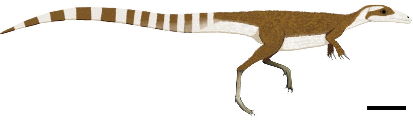 <i>Sinosauropteryx</i> Color Patterns