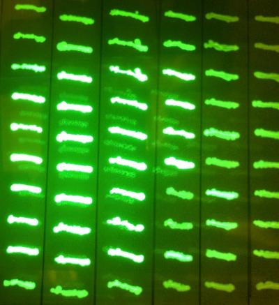BIOFAB <i>E. coli</i> Sequences