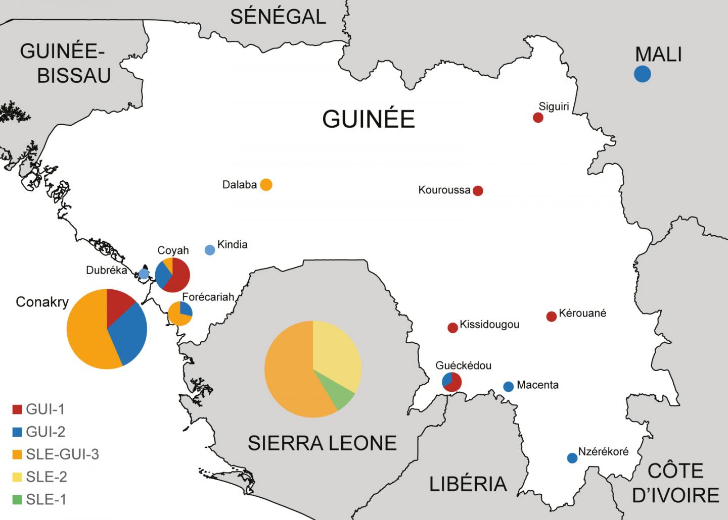 Ebola Virus Variants