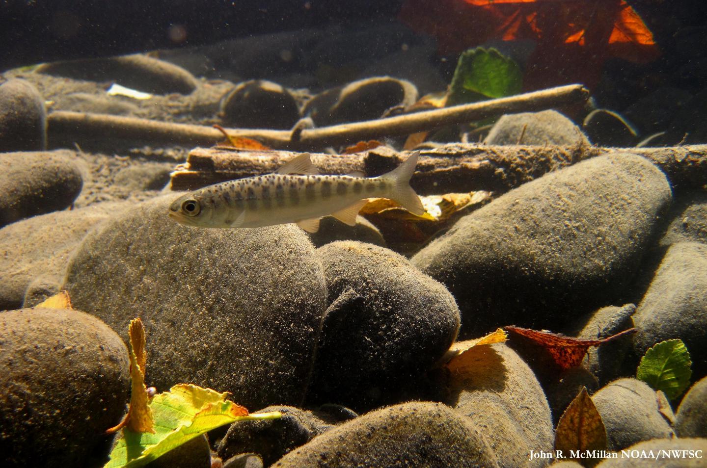 Juvenile Chinook Salmon