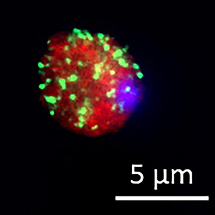 Fluorescent Staining of the CAF1/CCR4/NOT Complex