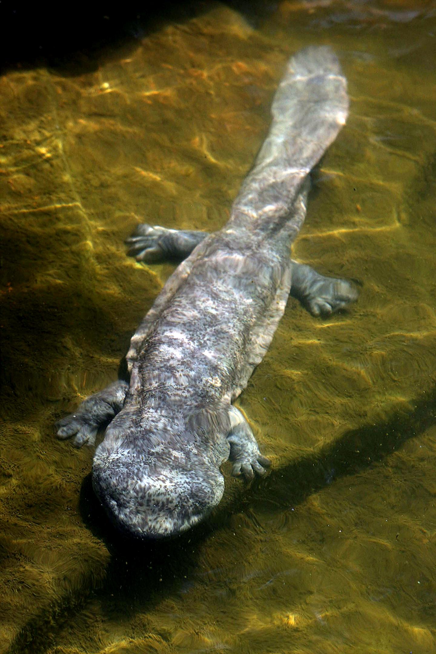 chinese giant salamander amphibian