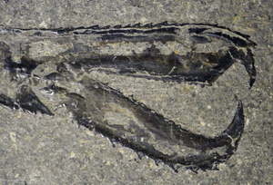 Crustacean claw fossil