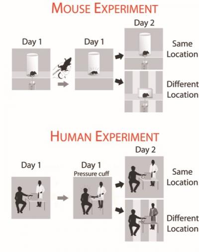 Male Mice Are More Affected by the Memory of Pain Than Females