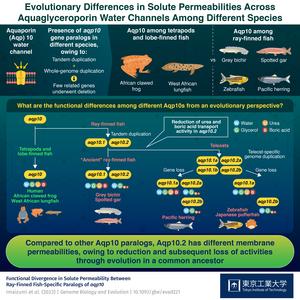 Evolutionary differences in solute permeabilities across aquaglyceroporin water channels among different species