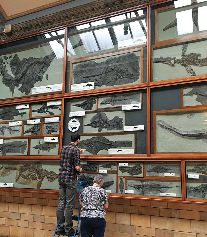 Dean Lomax & Judy Massare Examining Ichthyosaurs at London Natural History Museum