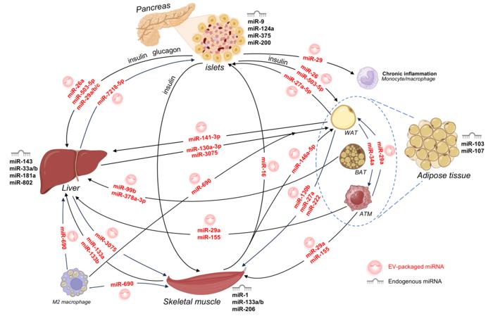 The diagram illustrates the RNAkine-mediated glucose metabolic regulatory network involving various secreted organs, including pancreas, adipose tissue, skeletal muscle, and liver, which have critical roles in interorgan communication and metabolic regula