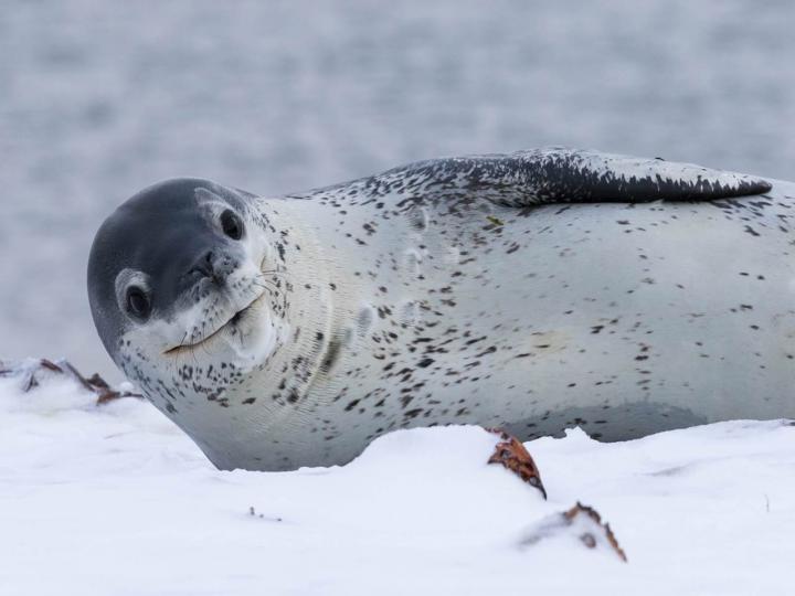 Leopard Seal at Bird Island, South Georgia
