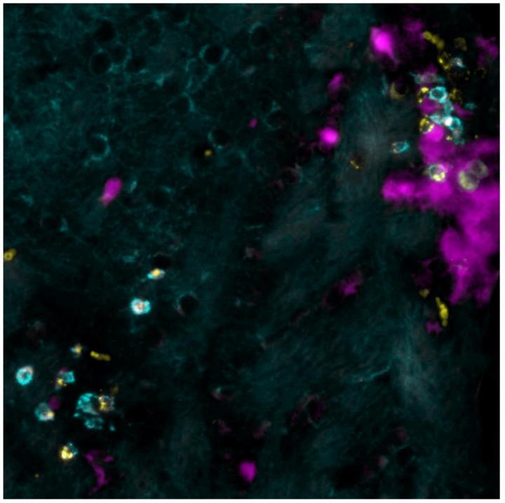 Costaining of T cells