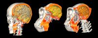 CT/MRI Skull and Brain Imaging Data of a Human, a Chimpanzee, and a Gorilla