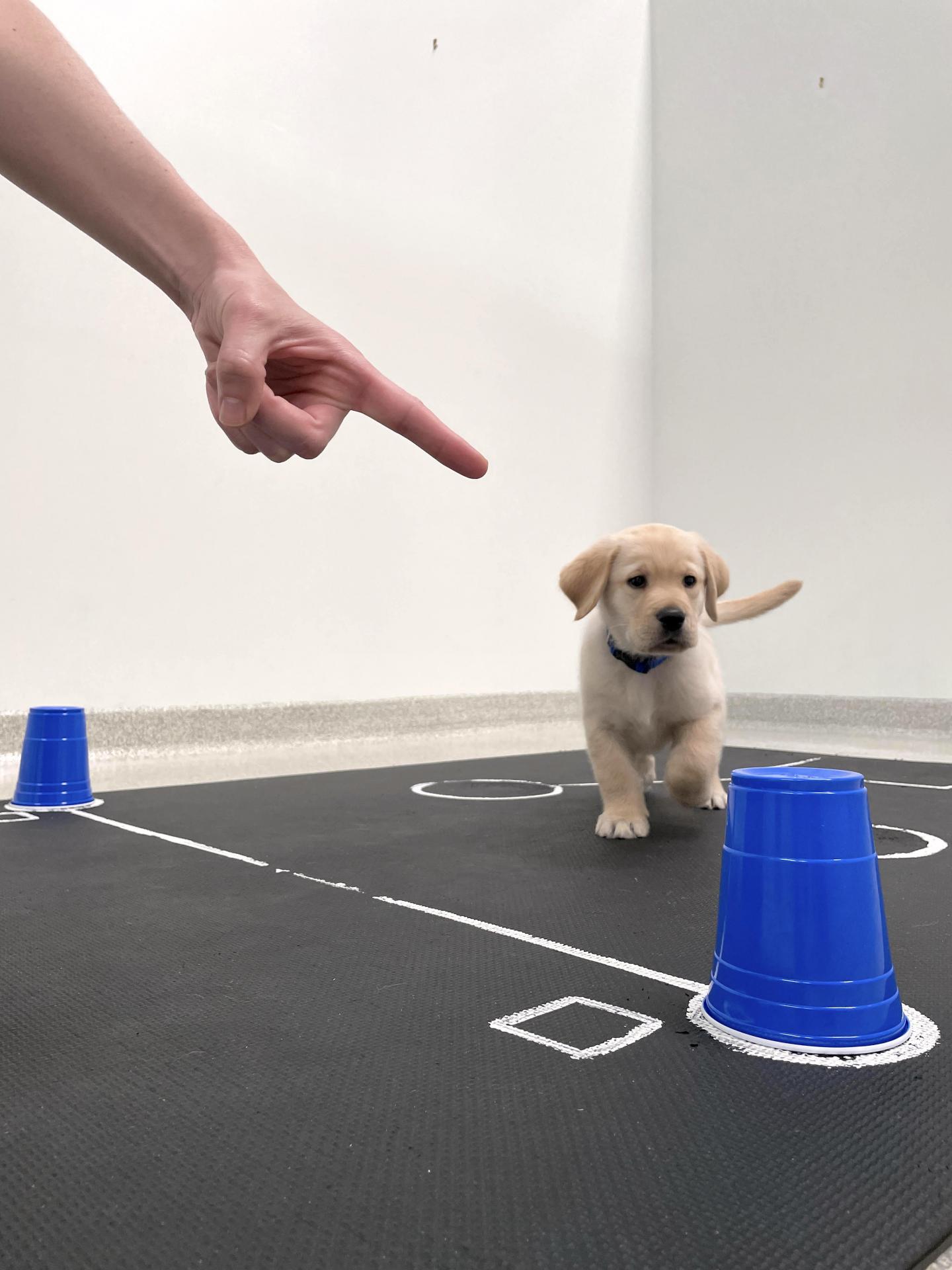 Puppy responds to finger point