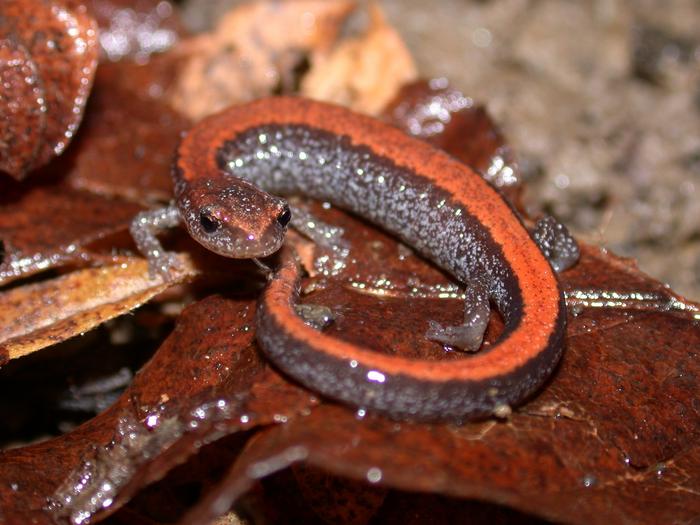 Red-backed Salamander